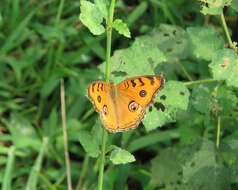 Plancia ëd Junonia almana Linnaeus 1758