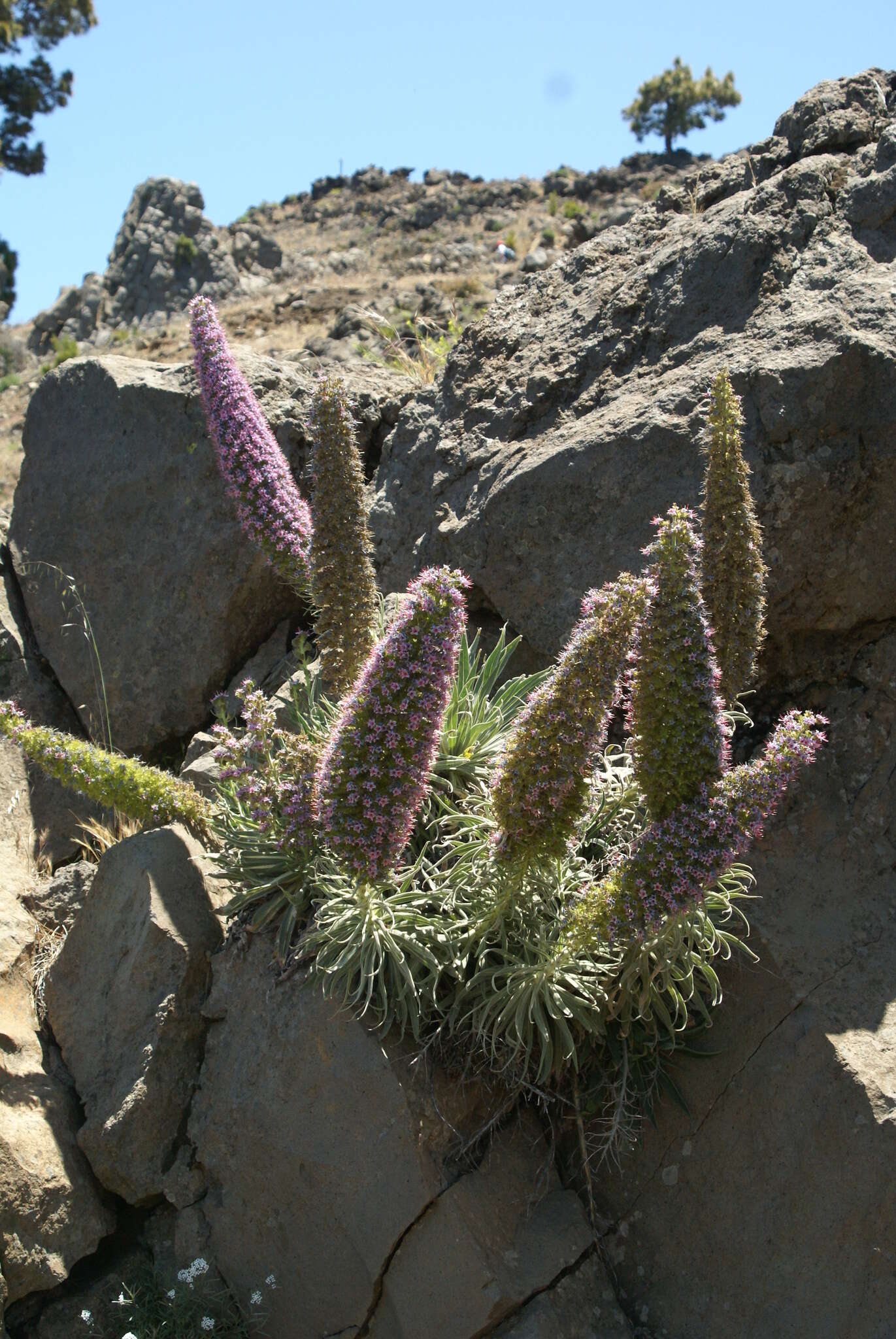 Image of <i>Echium perezii</i> Sprague