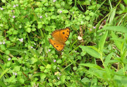 Image of Peacock Pansy