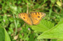 Imagem de Junonia almana Linnaeus 1758