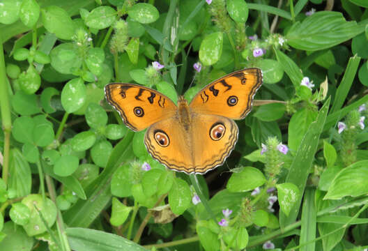 Imagem de Junonia almana Linnaeus 1758