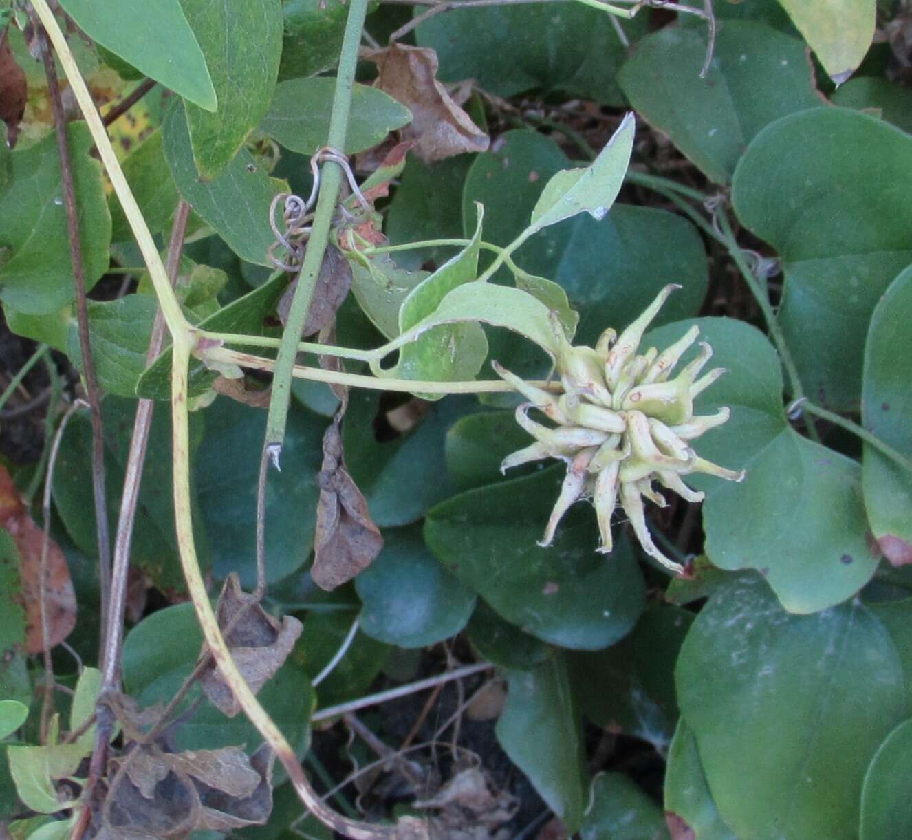 Image of swamp leather flower