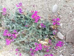 Image de Oxytropis lanata (Pall.) DC.