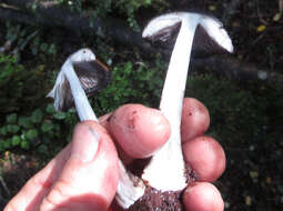 Image of Amanita nigrescens G. Stev. 1962