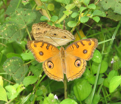 Imagem de Junonia almana Linnaeus 1758