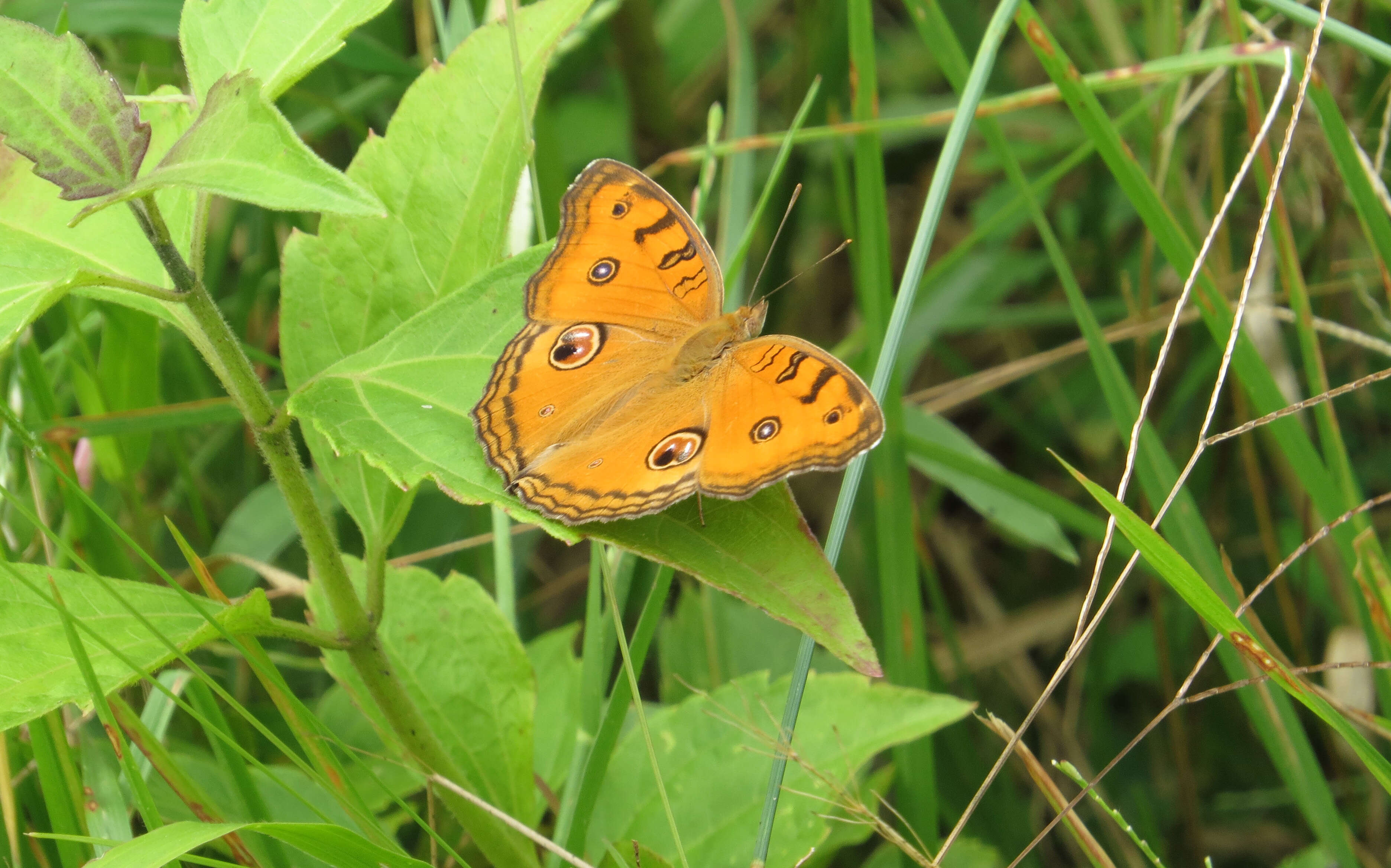 Imagem de Junonia almana Linnaeus 1758