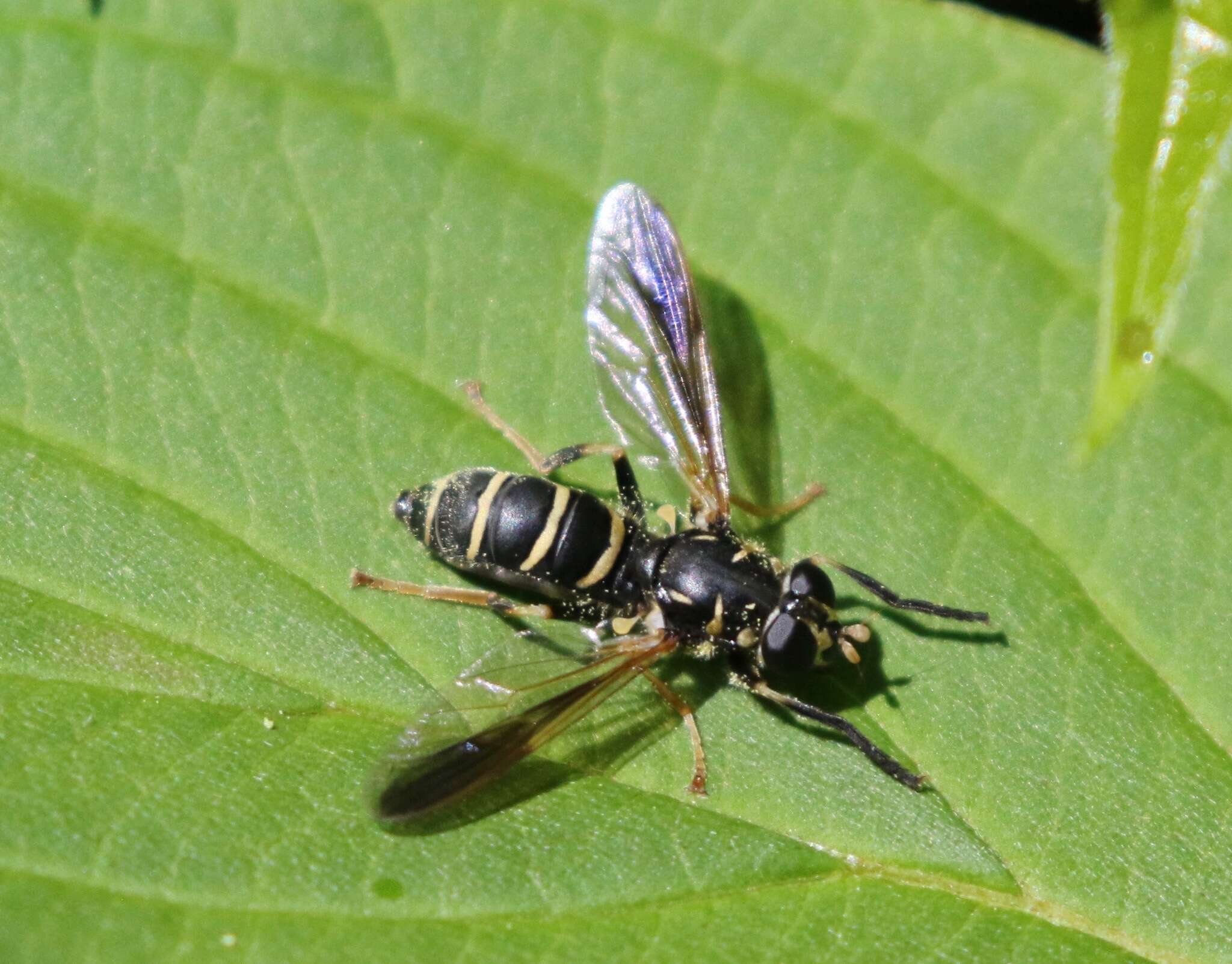 Temnostoma balyras (Walker 1849) resmi