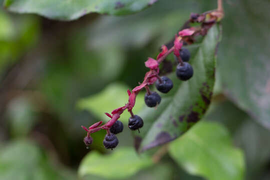 Image of salal