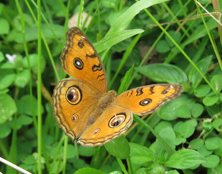 Imagem de Junonia almana Linnaeus 1758