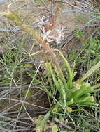 Image of Trachyandra ciliata (L. fil.) Kunth