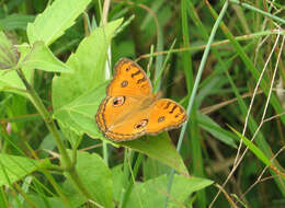 Imagem de Junonia almana Linnaeus 1758