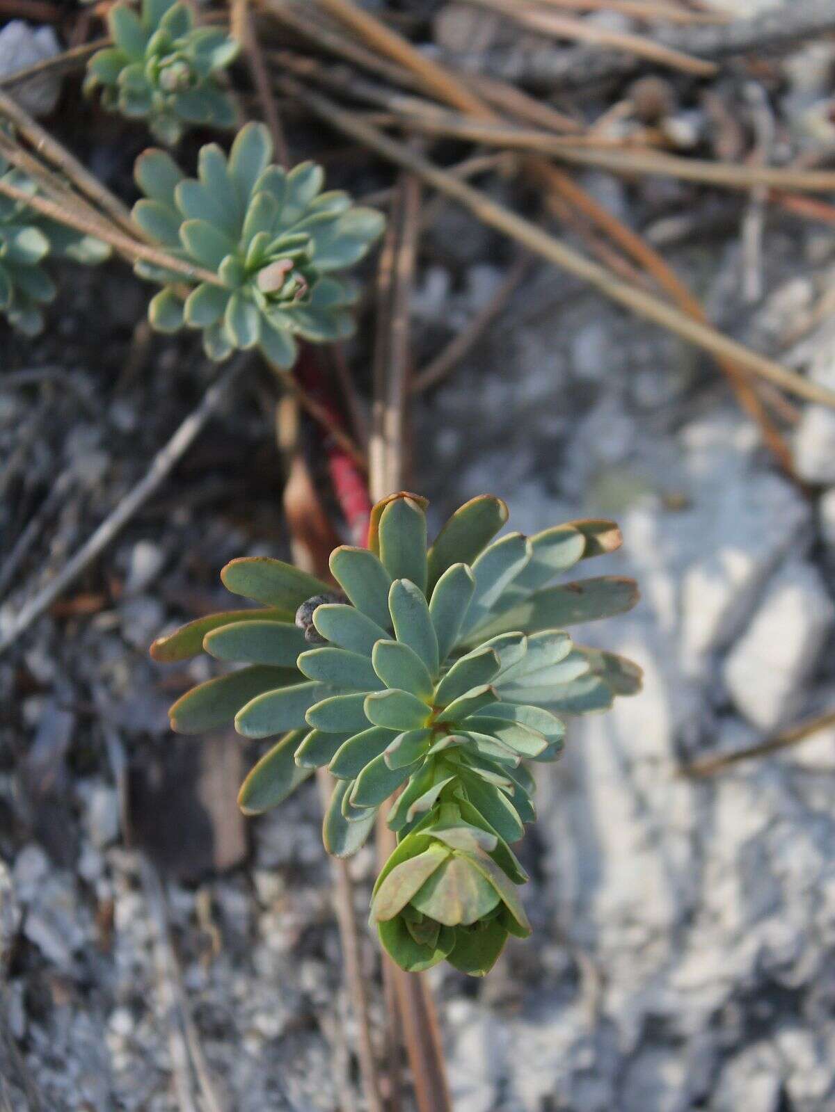 Sivun Euphorbia saxatilis Jacq. kuva