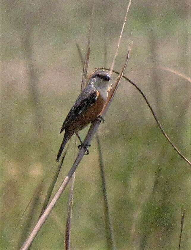 Image of Marsh Seedeater