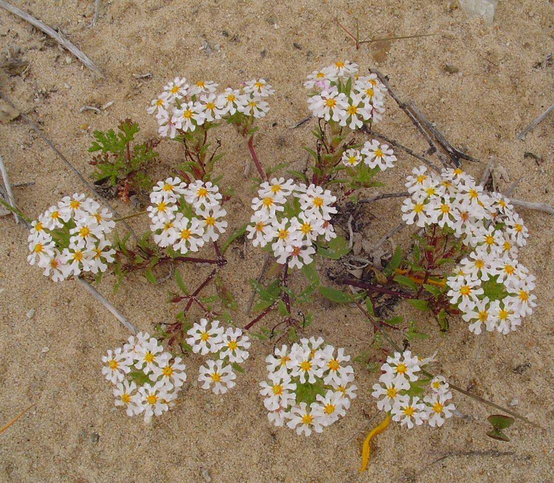 Image of Zaluzianskya affinis O. M. Hilliard