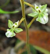 Imagem de Ponthieva racemosa (Walter) C. Mohr