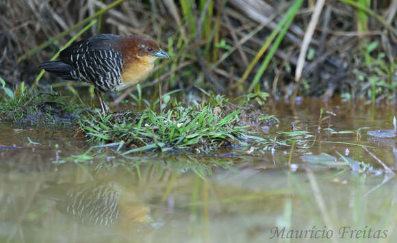 Image of Rufous-faced Crake