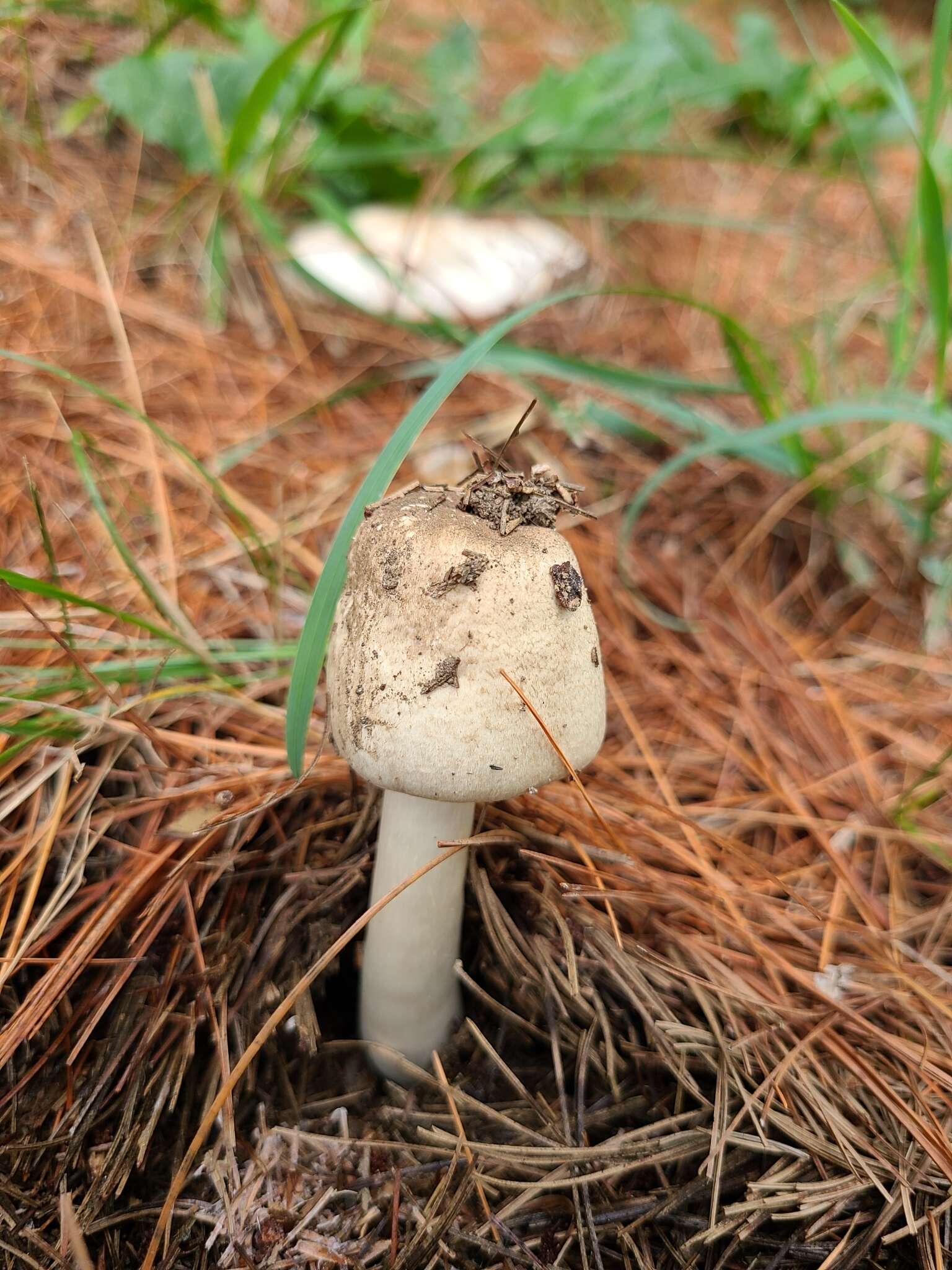 Image of Eastern Flat-topped Agaricus