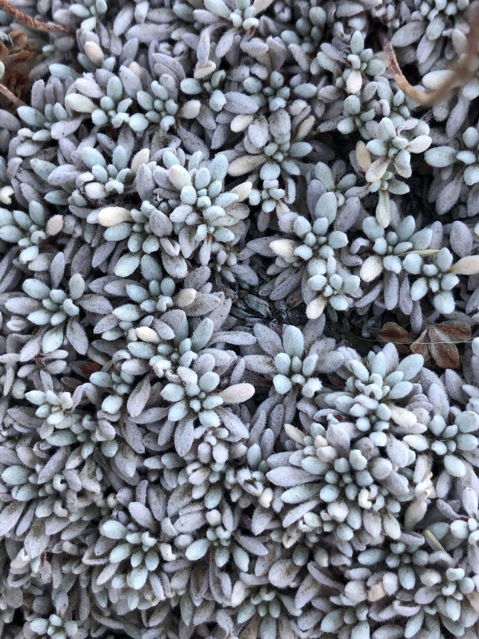 Imagem de Eriogonum caespitosum Nutt.