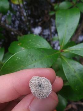 صورة Eriocaulon decangulare f. latifolium (Chapm. ex Moldenke) Moldenke