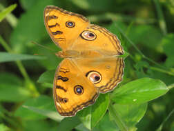 Image of Peacock Pansy