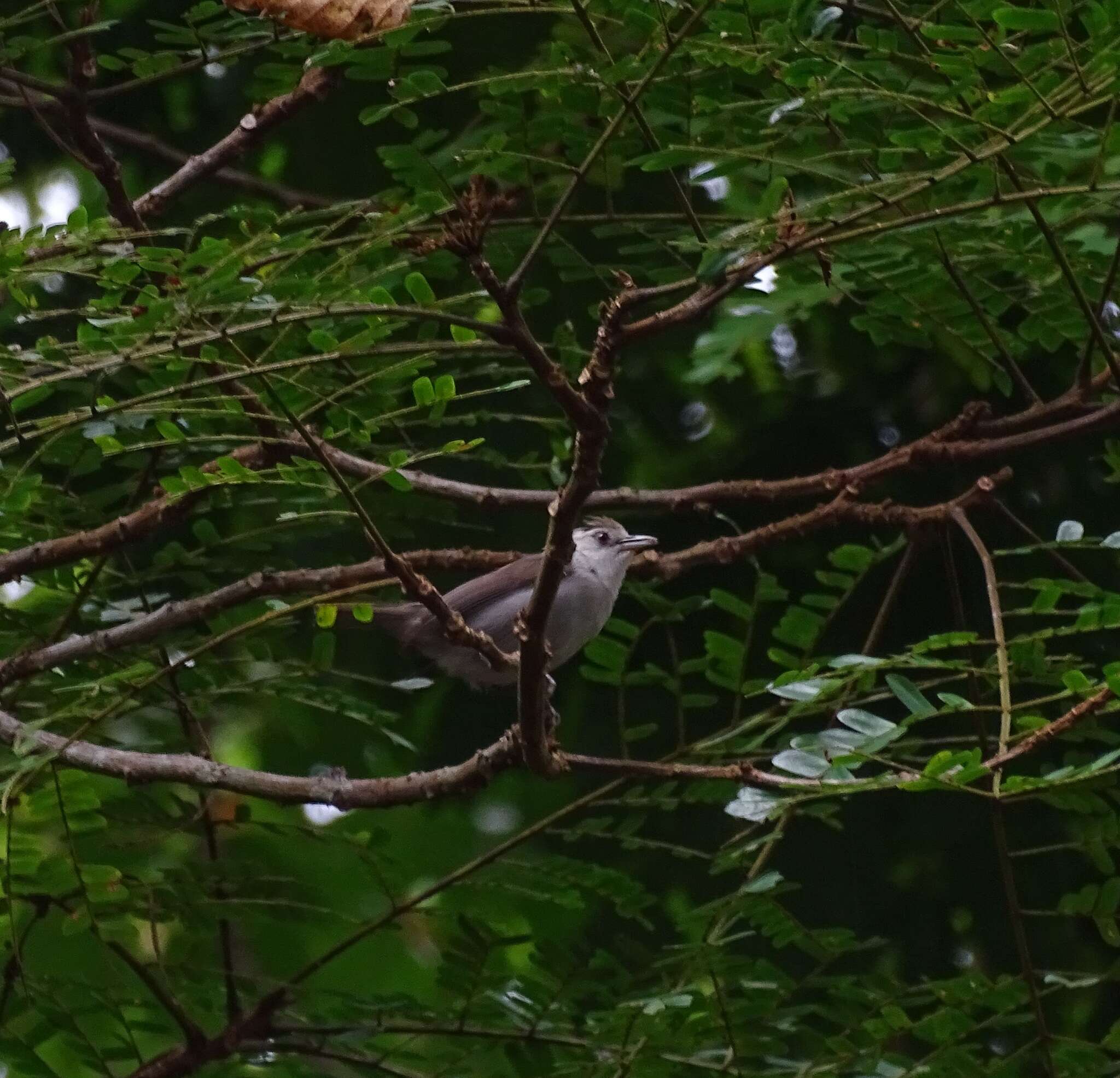 Sivun Zosterops leucophaeus (Hartlaub 1857) kuva