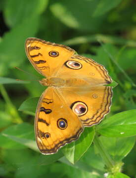 Plancia ëd Junonia almana Linnaeus 1758