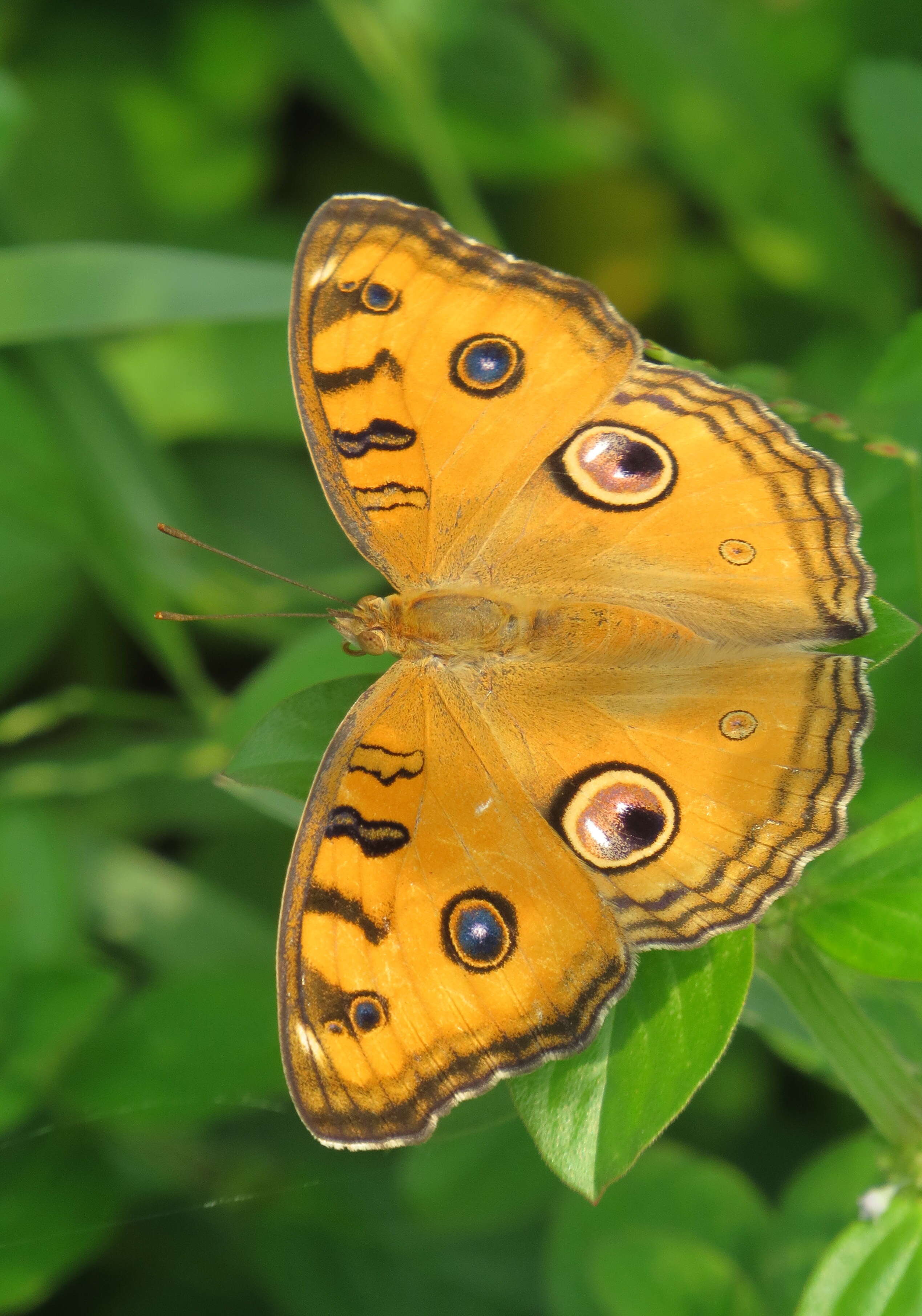 Imagem de Junonia almana Linnaeus 1758