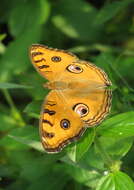 Imagem de Junonia almana Linnaeus 1758