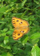 Plancia ëd Junonia almana Linnaeus 1758