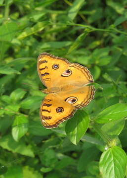 Imagem de Junonia almana Linnaeus 1758