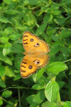 Imagem de Junonia almana Linnaeus 1758