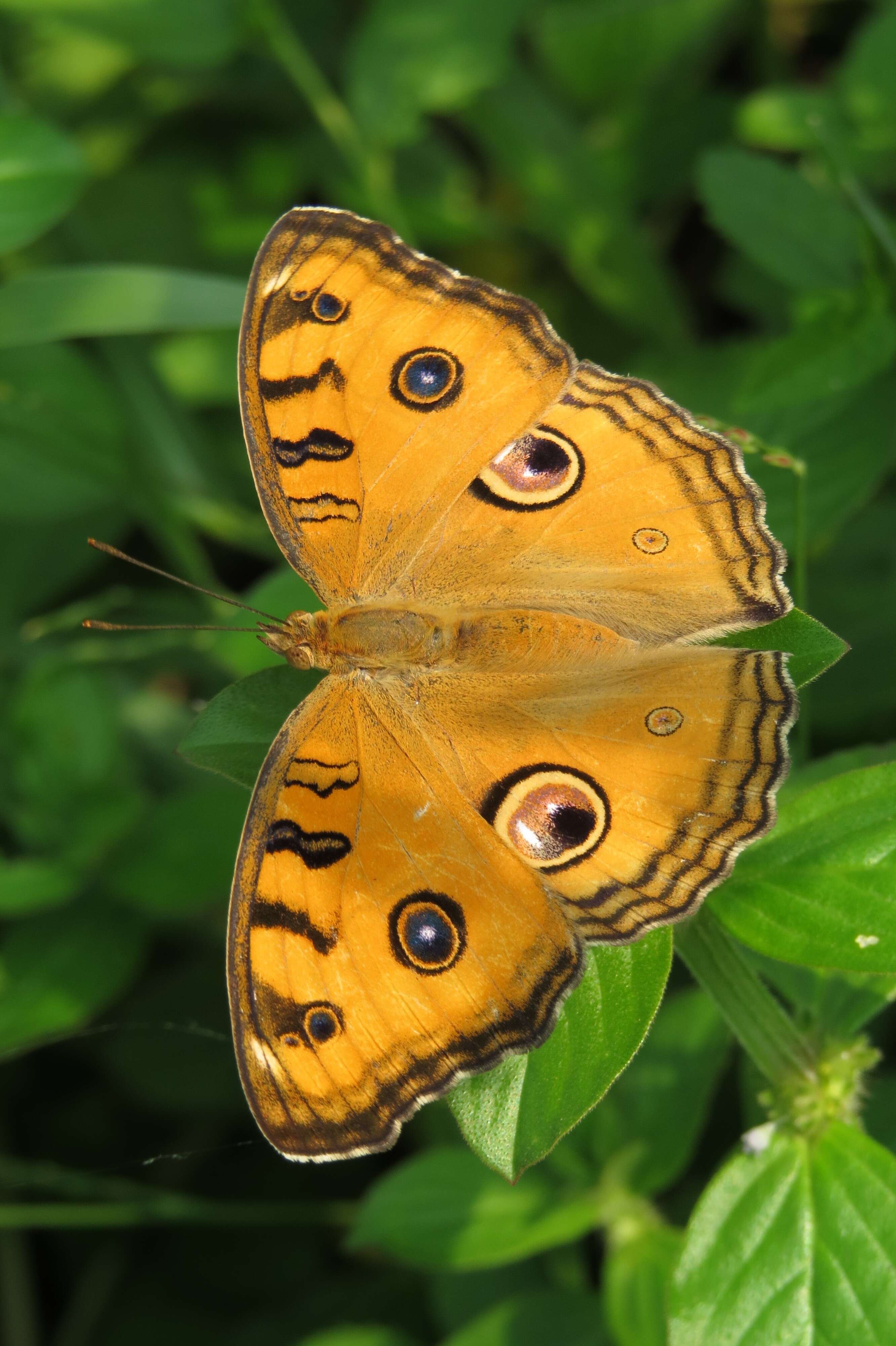 Imagem de Junonia almana Linnaeus 1758