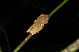 Image of Reticulate Bright-eyed Frog