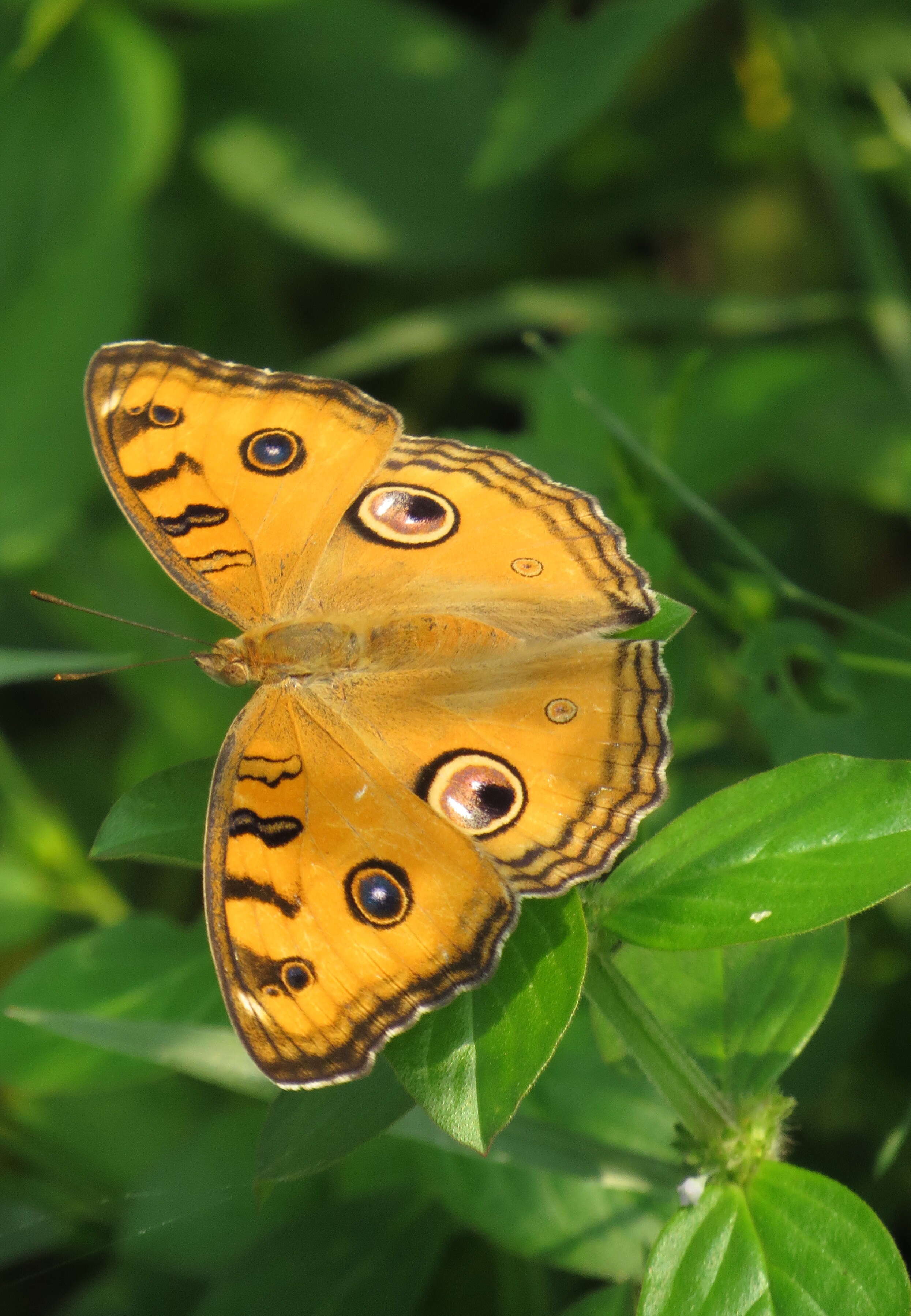 Imagem de Junonia almana Linnaeus 1758