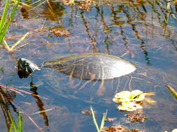 Image of Peninsula Cooter