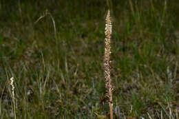 Image of Brachystele camporum (Lindl.) Schltr.