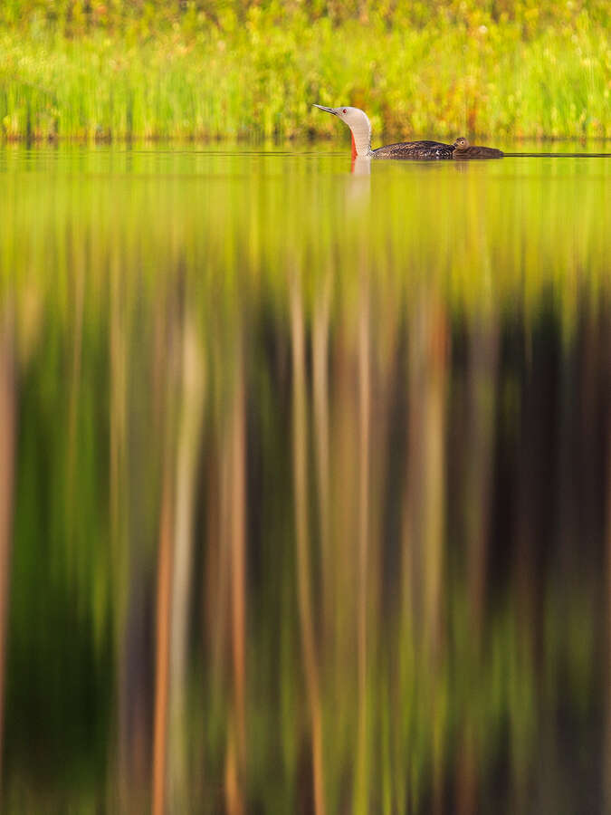 Image of Red-throated Diver