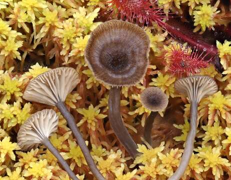 Image of Arrhenia gerardiana (Peck) Elborne 2008