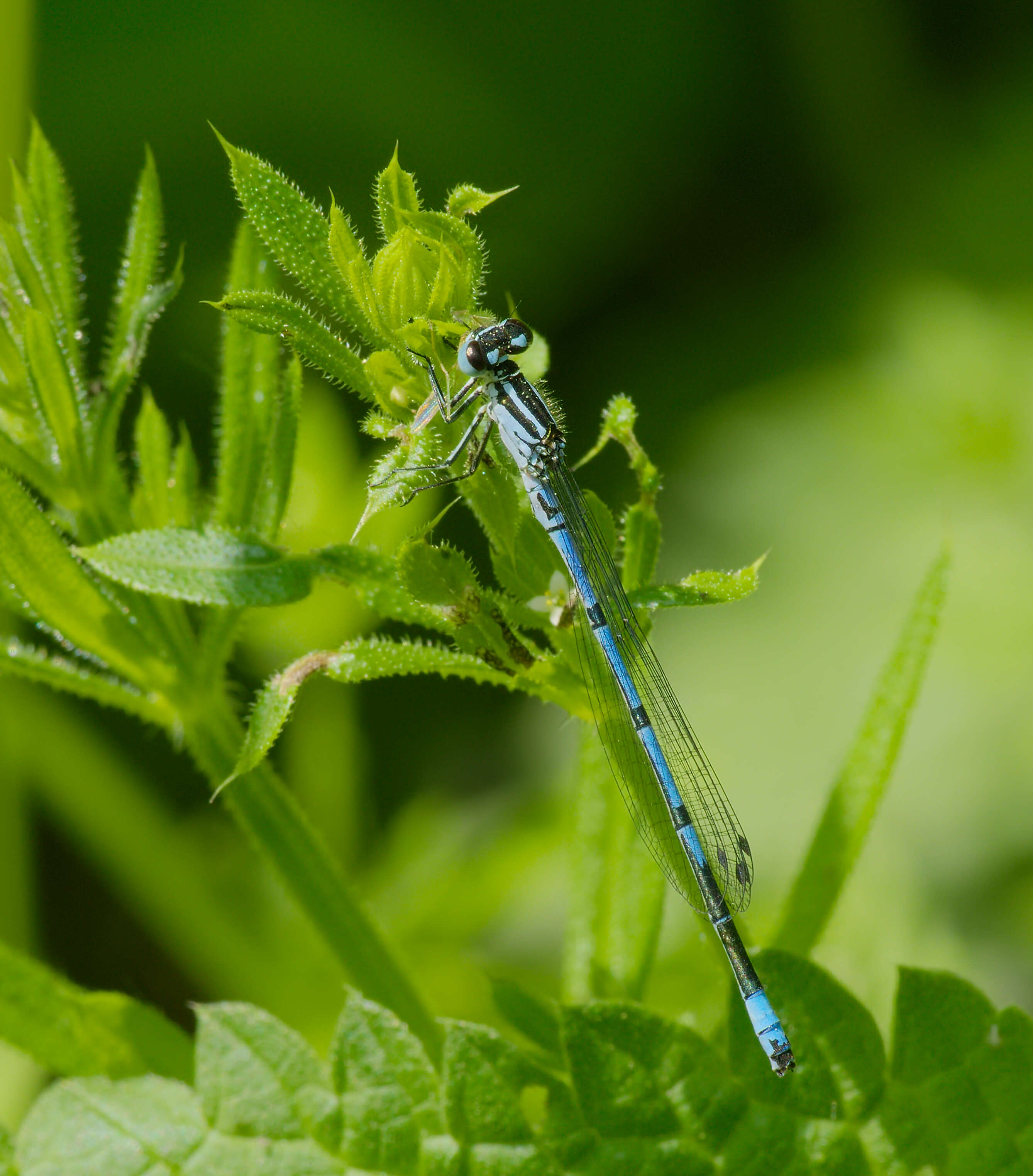 Imagem de Coenagrion puella (Linnaeus 1758)