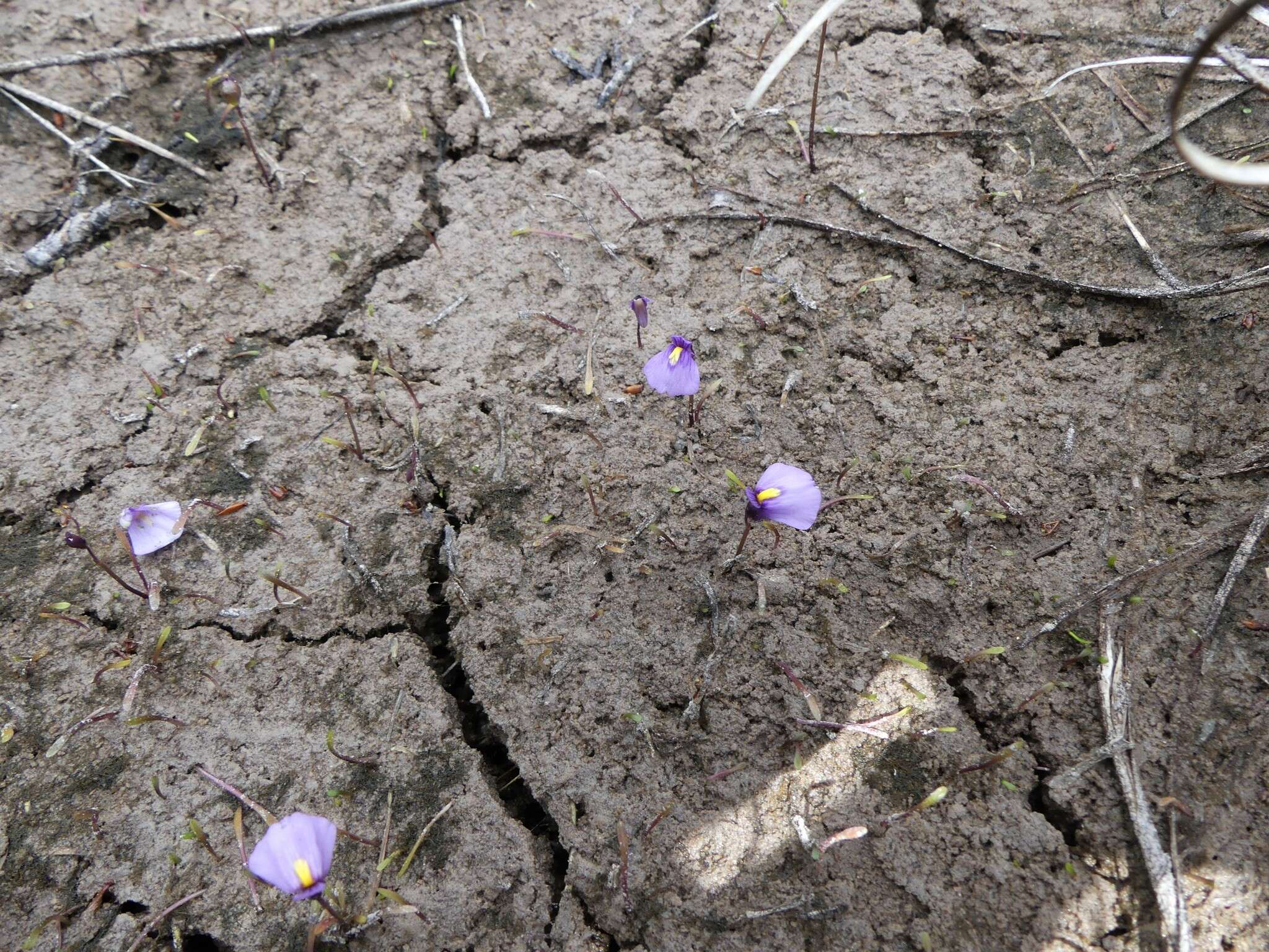 Plancia ëd Utricularia dichotoma subsp. novae-zelandiae