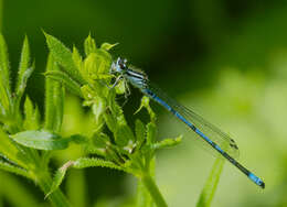 Image of Azure Bluet