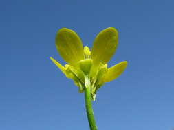 Image de Ranunculus muricatus L.