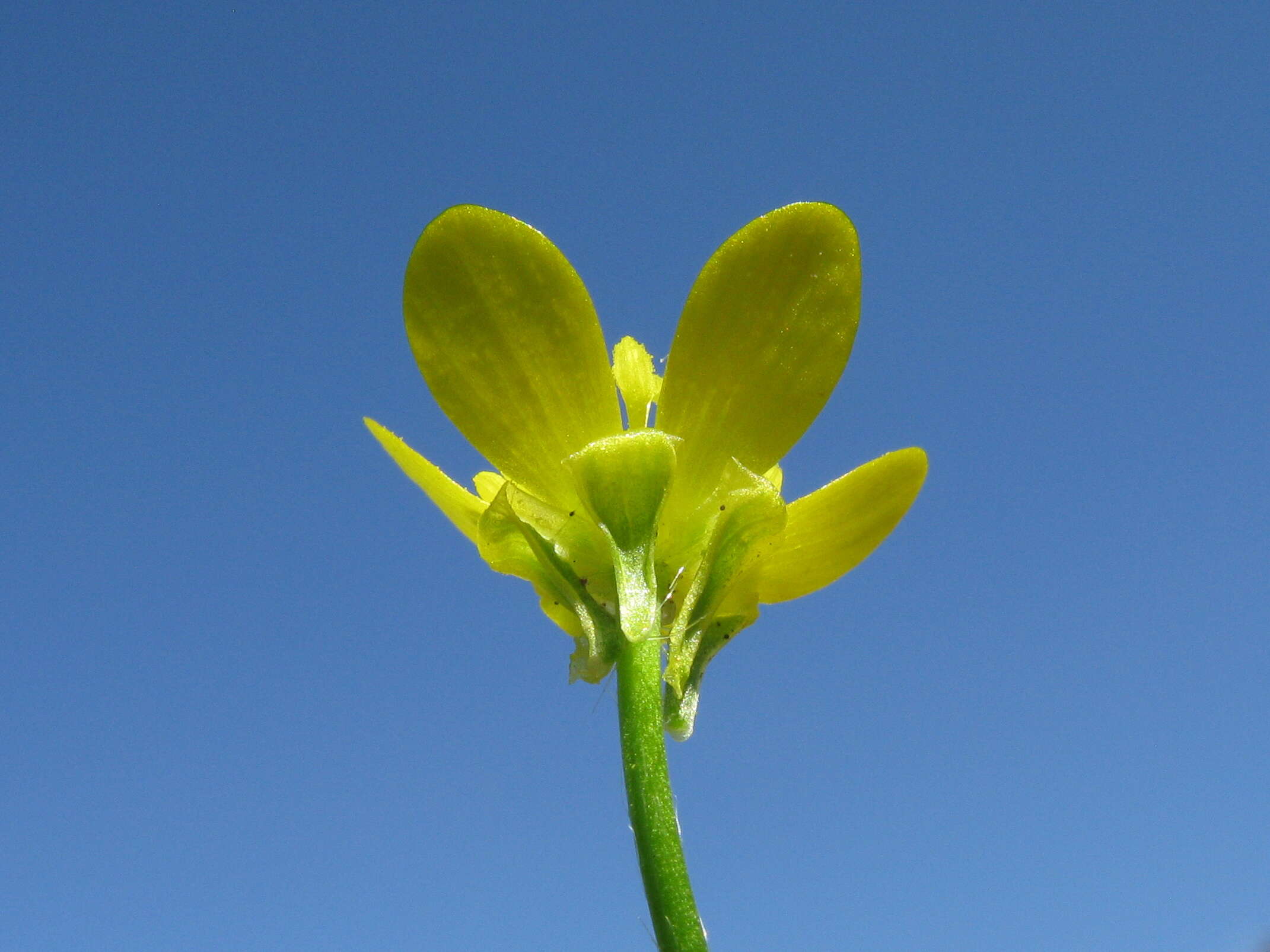 Image de Ranunculus muricatus L.