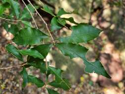 Image of Common forest ochna