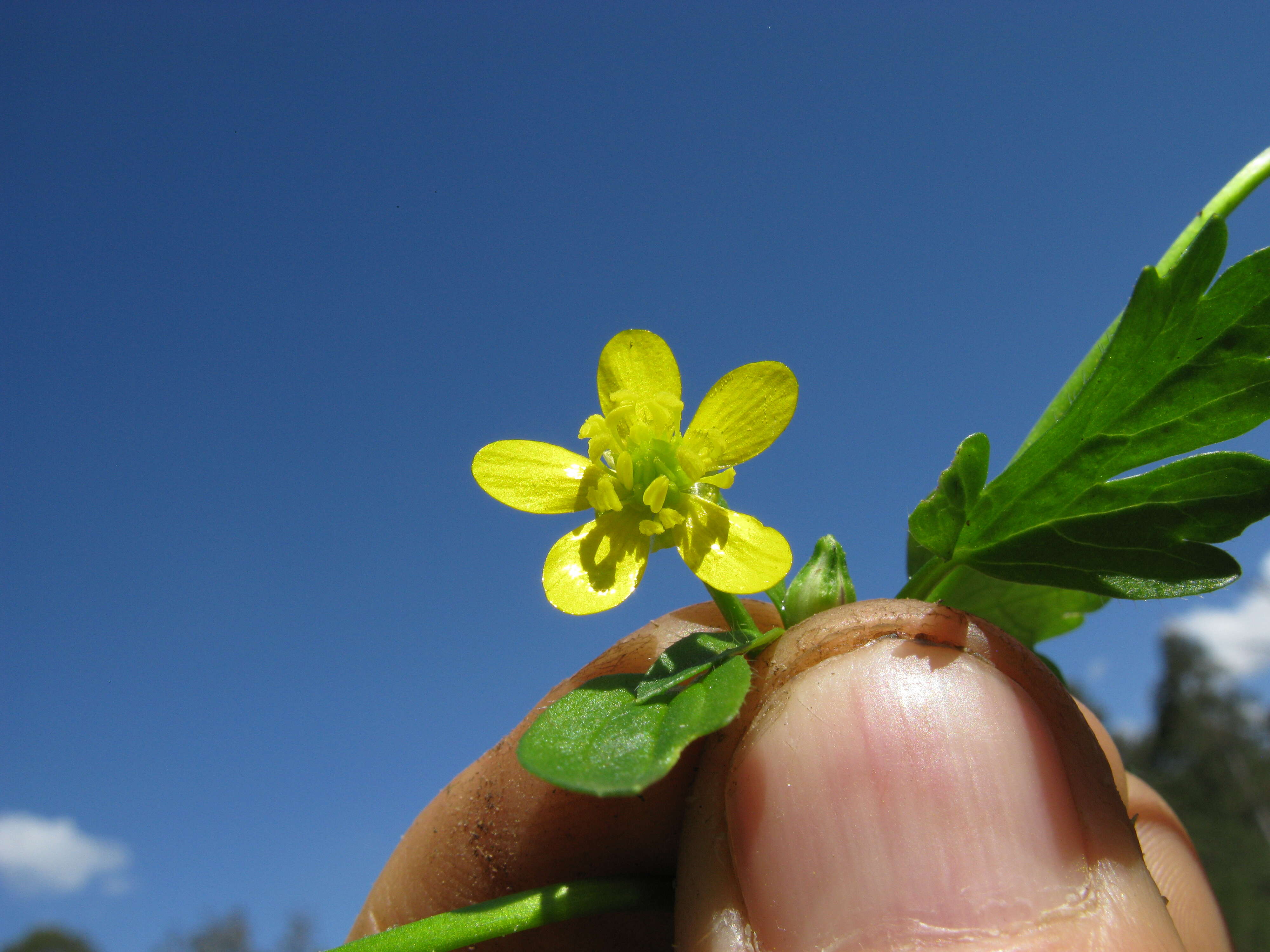 Image de Ranunculus muricatus L.