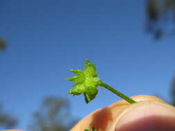 Image de Ranunculus muricatus L.