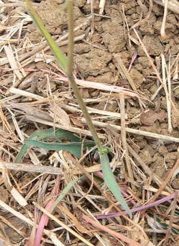 Image of Lactuca inermis Forsk.