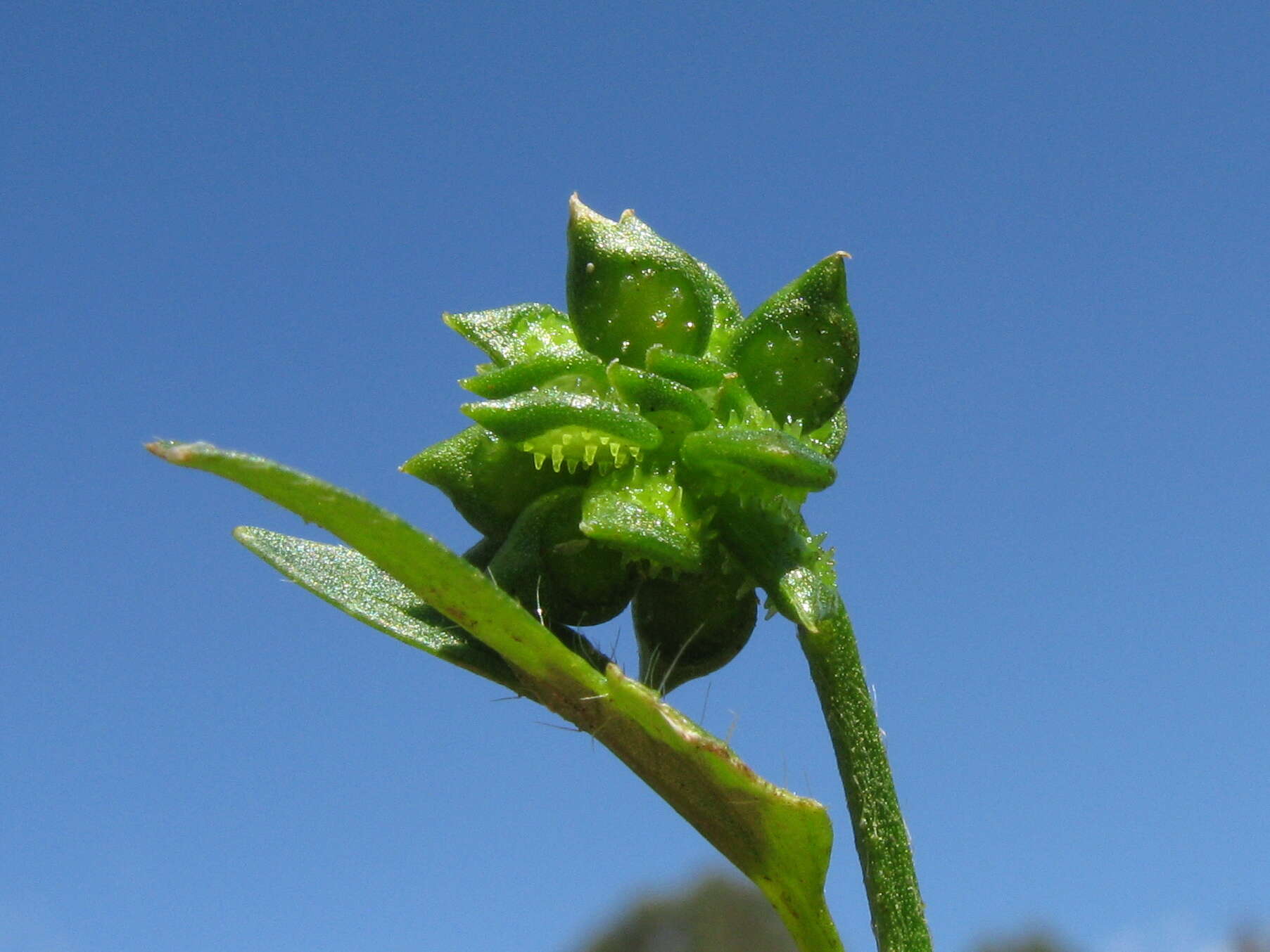 Image de Ranunculus muricatus L.