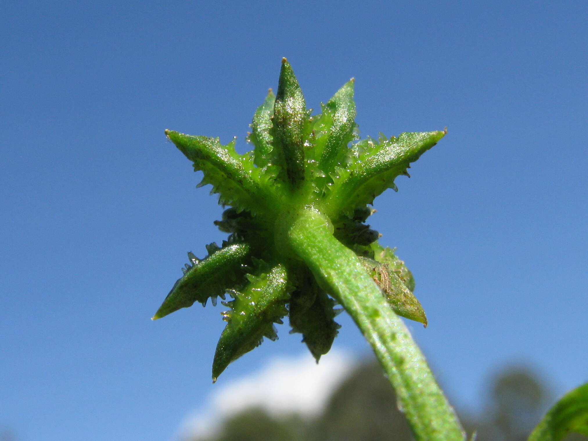 Image de Ranunculus muricatus L.