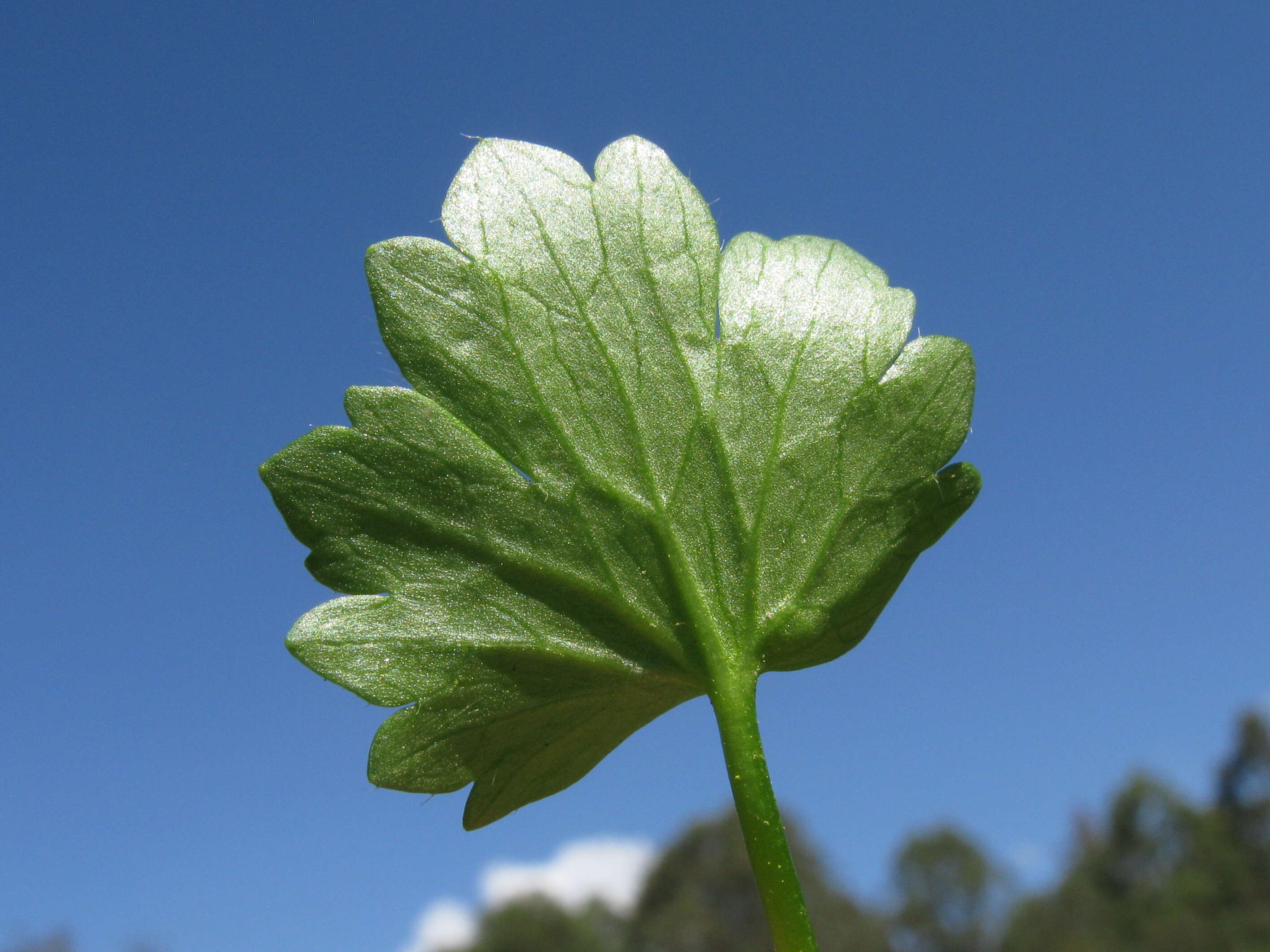 Image de Ranunculus muricatus L.